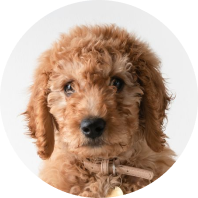Pet Care